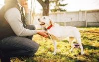 Dog Behaviourist & Owner Training image 4