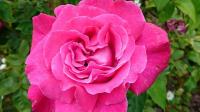 Violet Rose Garden Company image 1