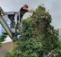 Scullion Tree Care Ltd image 1