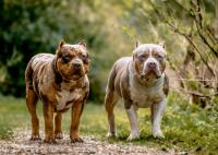 TRIBE BULLY KENNELS image 2