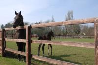 Norcroft Equestrian Developments Ltd image 2
