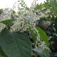 Japanese Knotweed Specialists image 1