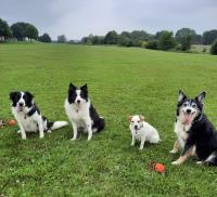 Lesley Thompson Dog Behaviour Specialist image 2