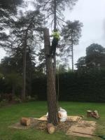 Burley Tree Services image 4