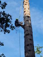 Collison Tree Care image 3