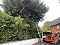 Roberts Tree Specialists image 2