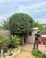Special Branch Tree Services and Ground  image 6