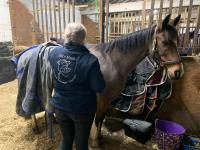 Alice Meek Equine Massage Therapy image 4