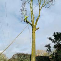 Connor Down Tree Services image 4
