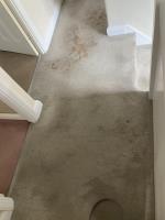 Carpet Cleaning Putney - Prolux Cleaning image 1