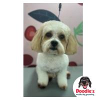 Doodle'z Mobile Dog Grooming image 2