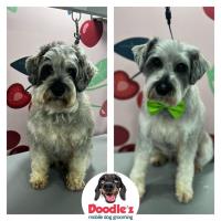 Doodle'z Mobile Dog Grooming image 3