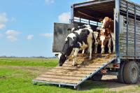 James Cargo Livestock image 1
