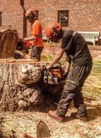 Tree Removal North London image 2