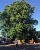 Tree Removal North London image 4