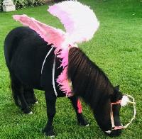 Miniature Shetland Therapy Ponies image 2