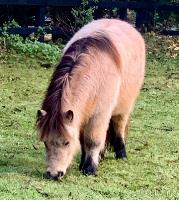 Miniature Shetland Therapy Ponies image 3