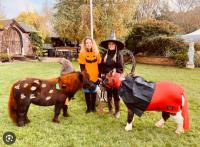 Miniature Shetland Therapy Ponies image 4