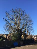 Fircroft Tree Surgery Ltd image 6