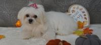 Beauty and the Beast Luxury Dog Grooming image 2