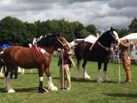Woodhouse Shires & Clydesdales image 2
