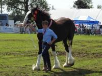 Woodhouse Shires & Clydesdales image 3