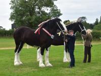 Woodhouse Shires & Clydesdales image 4