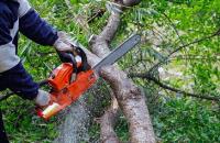Teesdale Tree Services image 2
