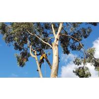 Arborcare Tree Surgery image 4