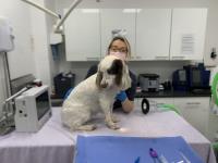 South London Emergency Veterinary Clinic image 1