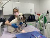 South London Emergency Veterinary Clinic image 2