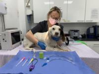 South London Emergency Veterinary Clinic image 3