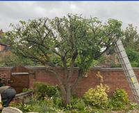 S & L Tree Services - Stafford image 1