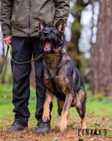 Link K9 Family Protection Dogs image 3