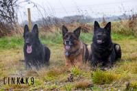 Link K9 Family Protection Dogs image 2