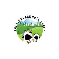 Valais Blacknose Sheep Cheshire image 1