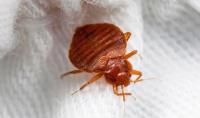 Clearview Bed Bug Monitor Ltd image 5