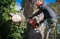 Hounslow Tree Surgeons image 1