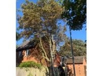 Arborescence Tree Care  image 1