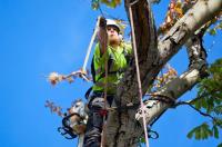 Tree Surgeon London image 2