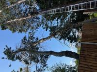 Arborescence Tree Care  image 8