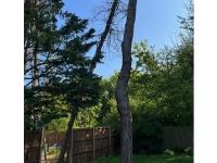 Arborescence Tree Care  image 11