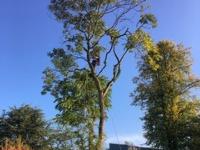 Arborescence Tree Care  image 13