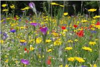 Wildflower Seeds Online image 1