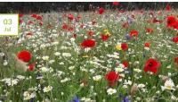 Wildflower Seeds Online image 5