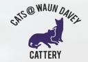 Cats at Waun Davey logo