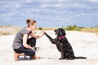 ProgDog Puppy & Dog Training image 5