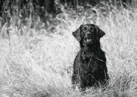 ProgDog Puppy & Dog Training image 3