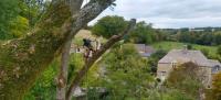 TG Tree Services Ltd image 2