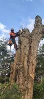 Morris Brown Arborists image 2